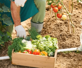 Organic Product